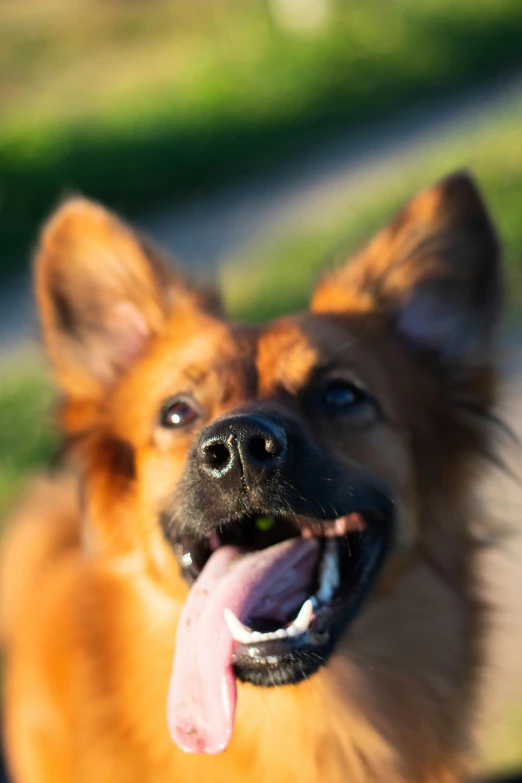 a dog with a long tongue laying down