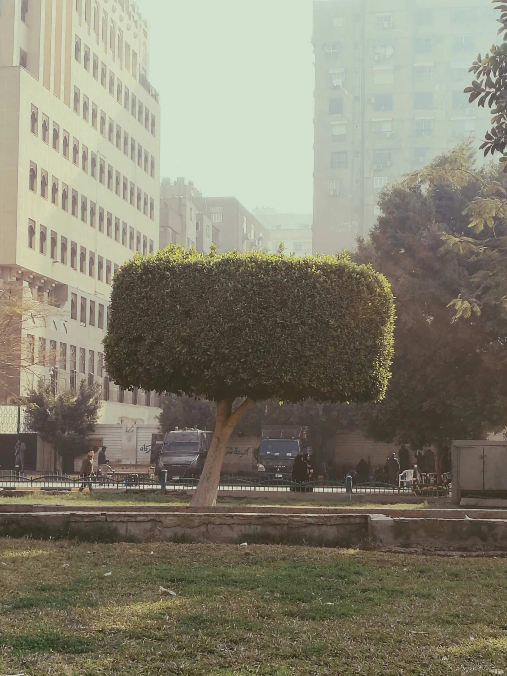 a huge tree in the middle of a city park