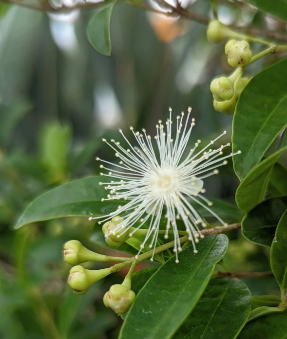 a flower is blooming in a shrub or tree