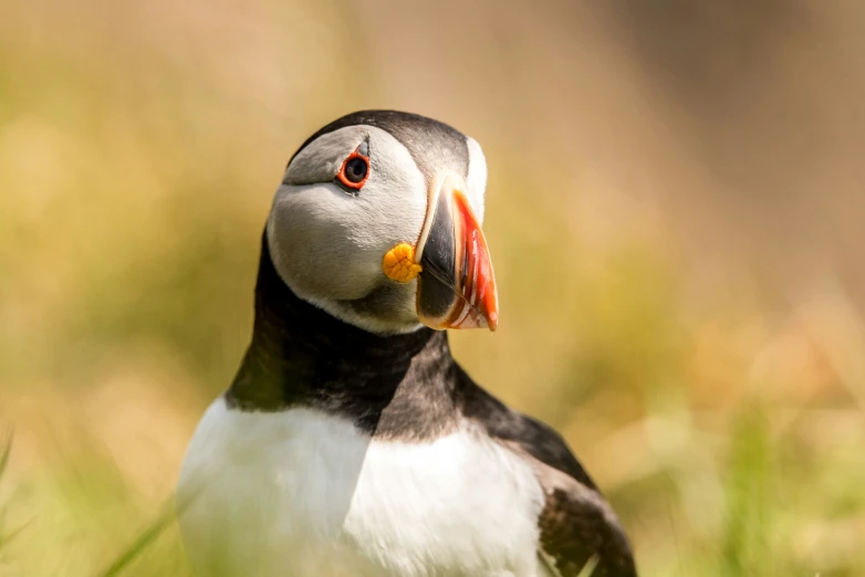 a small bird with an orange beak sitting in the grass