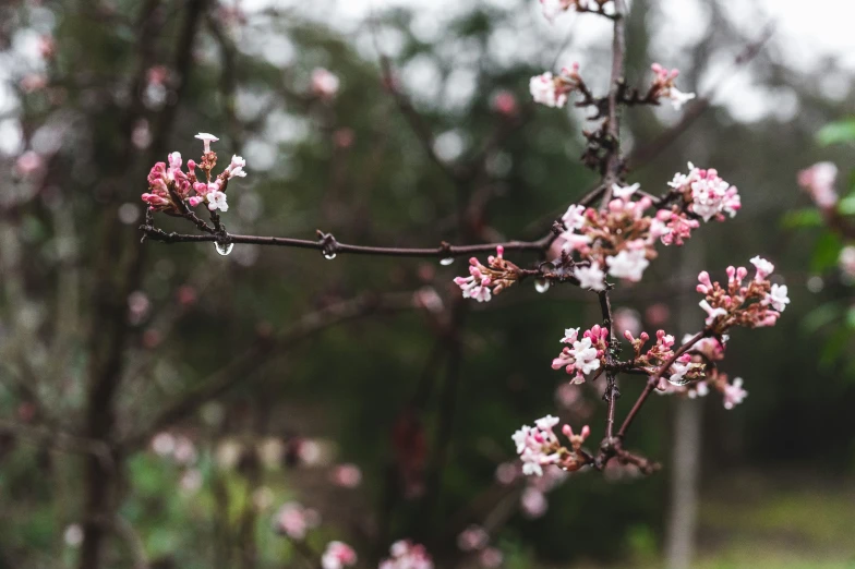 a flowering cherry tree with pink and white blossoms