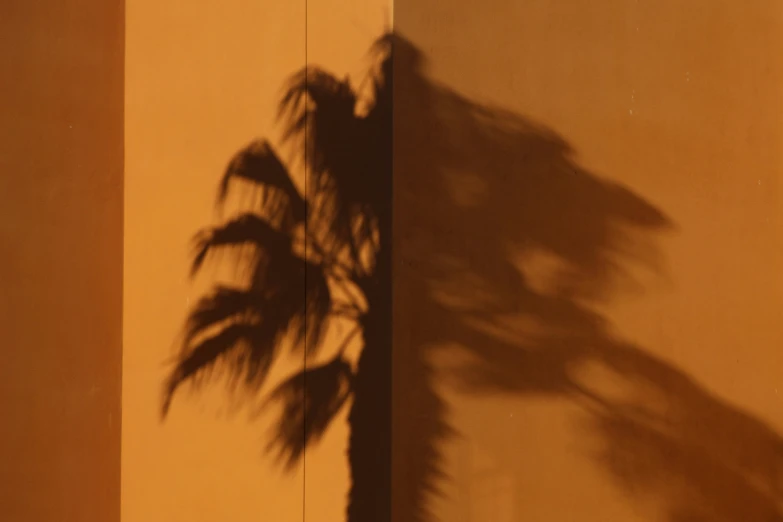 a tree casts a shadow on a wall