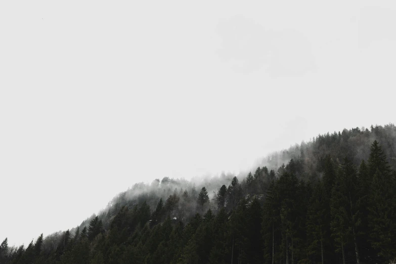 a line of trees on a misty day with white sky