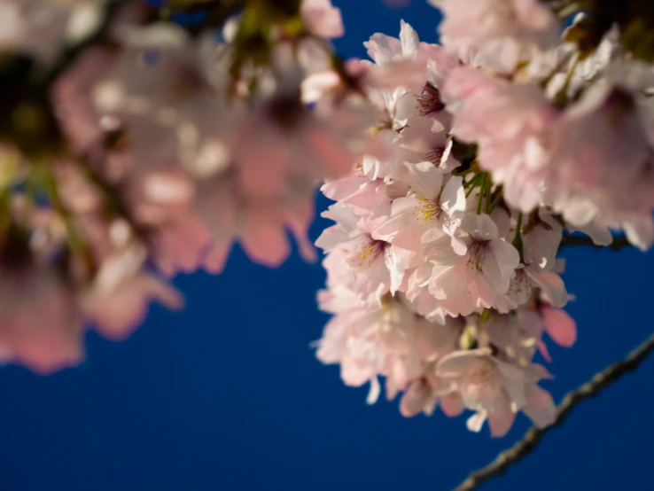 pink flowers blooming on the nches of an old tree