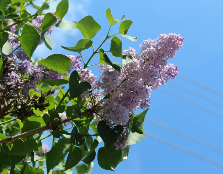 an old lilac bush is in the foreground and blue sky