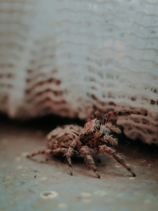 a close up of a spider on a wall