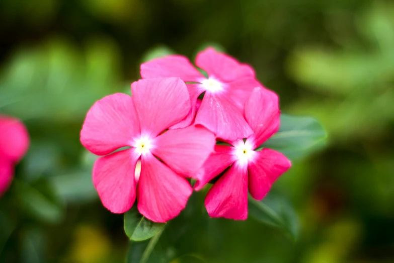 three pink flowers growing in the middle of some plants