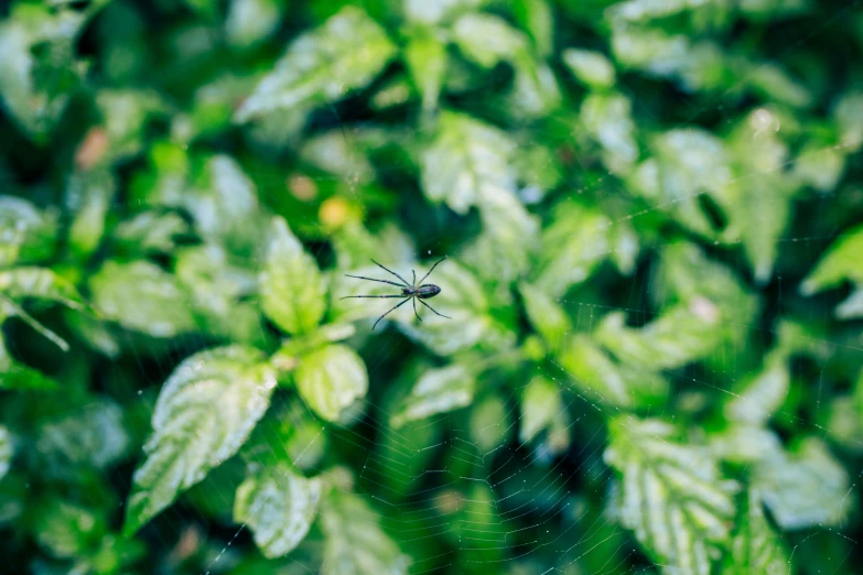 a close up po of a spider on a web