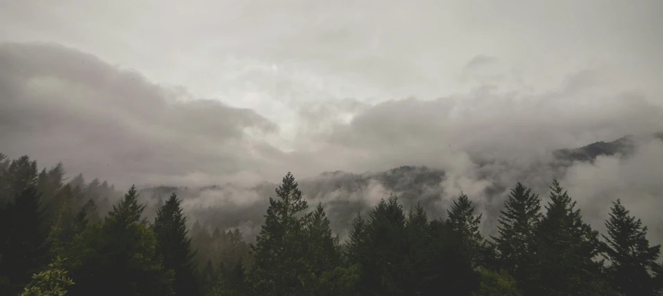 low clouds hover over the tops of pine trees