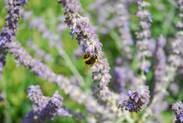 a bee sits on the flower and flies away