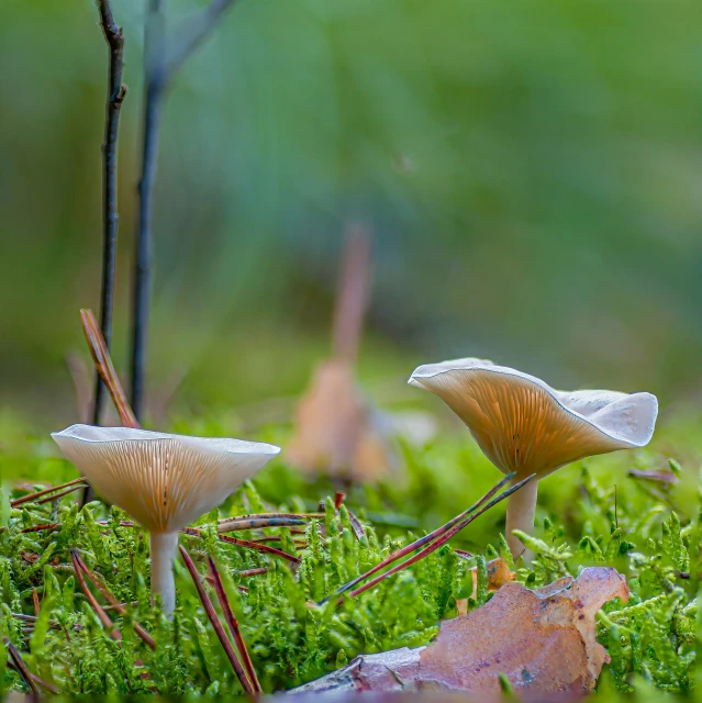 mushrooms in the grass with some trees in the background