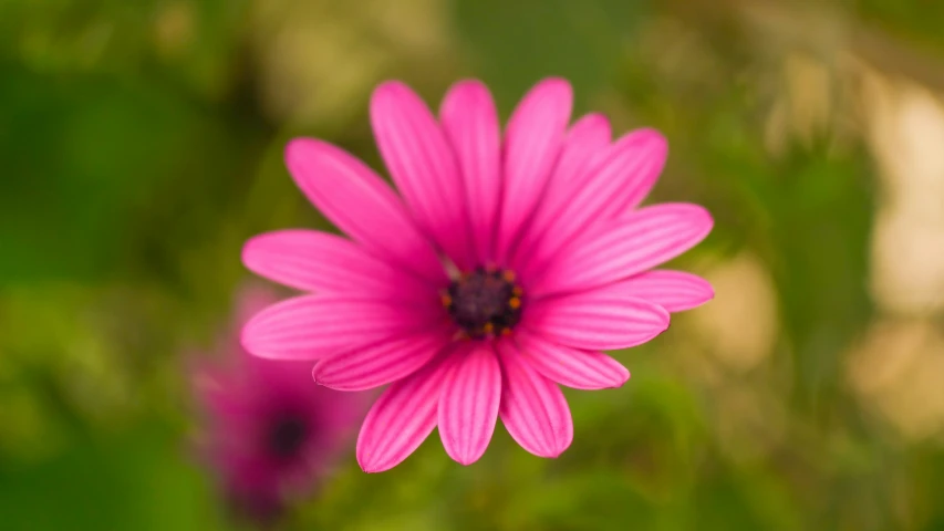 a pink flower growing on a stem in the grass