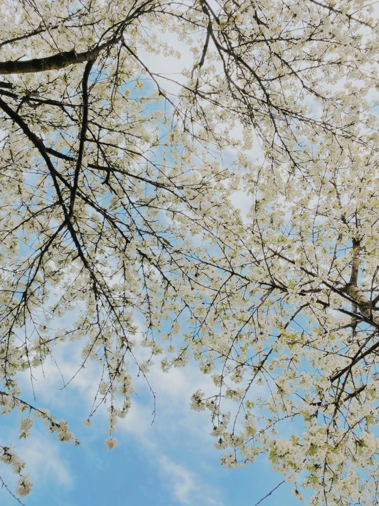 the blossoming nches of this tree are all white