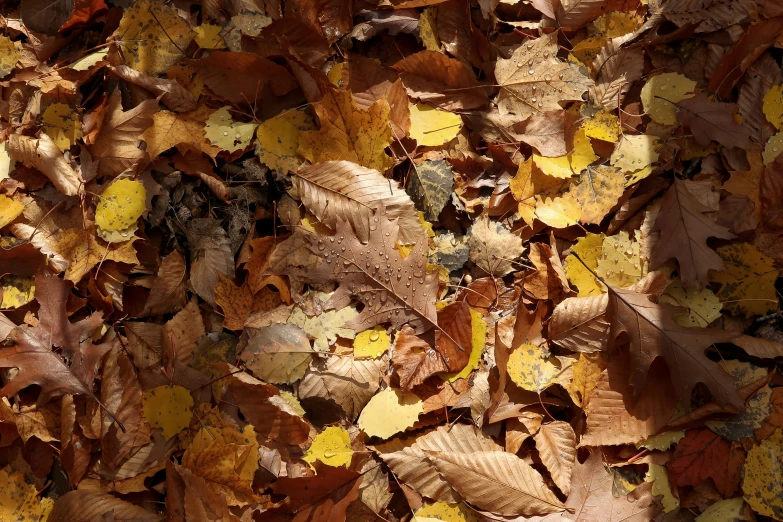 a bunch of brown and yellow leaves on a bed of dirt