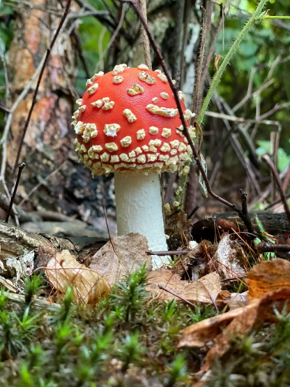 a mushroom sitting in the woods next to a forest