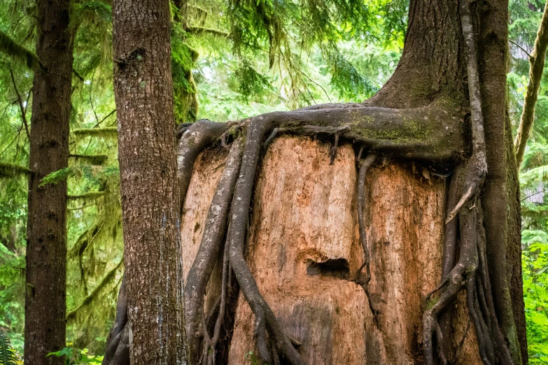 a huge tree in the woods is covered by roots