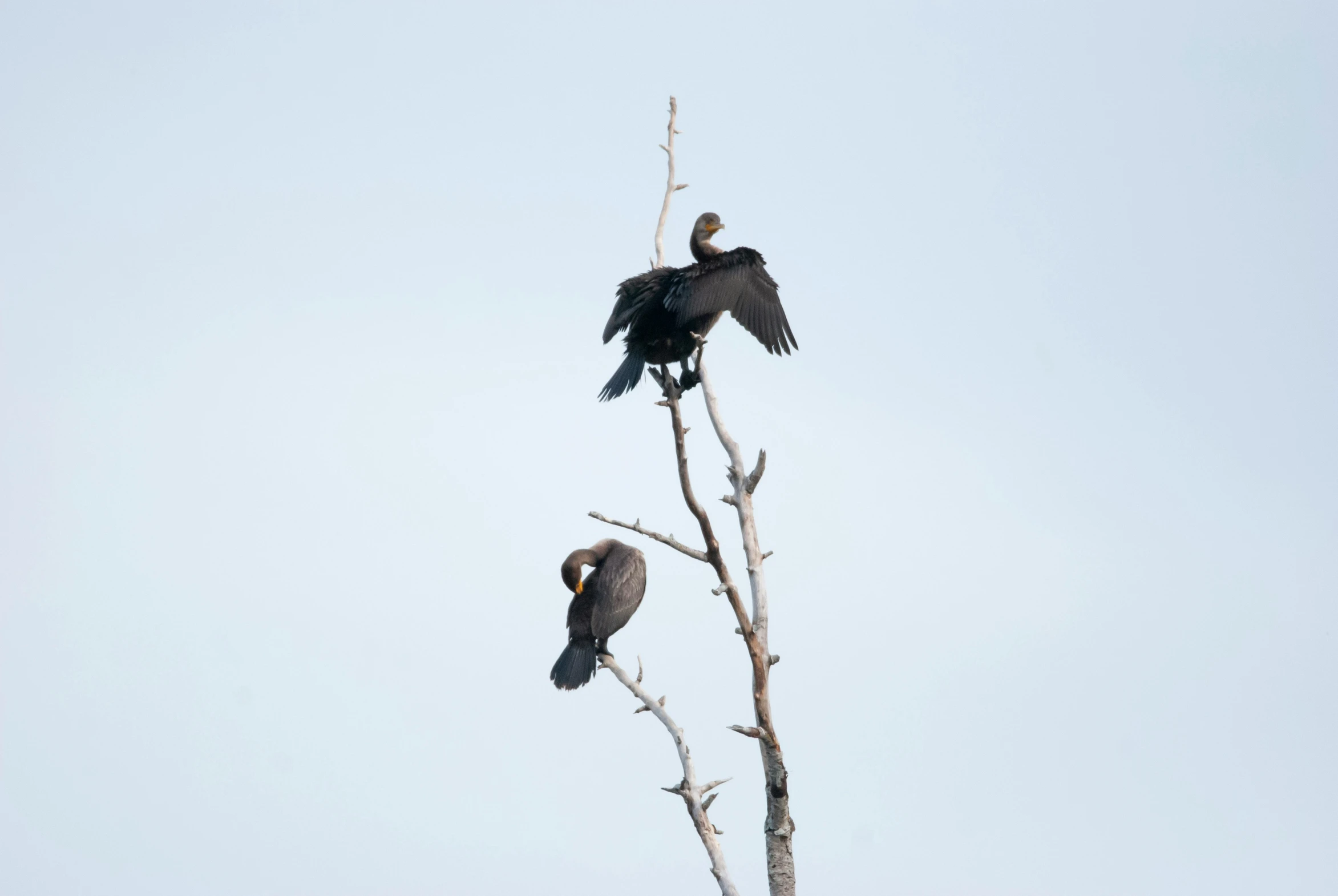 two birds sitting on the nch of an old tree