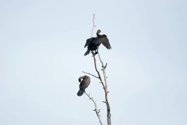 two birds sitting on the nch of an old tree