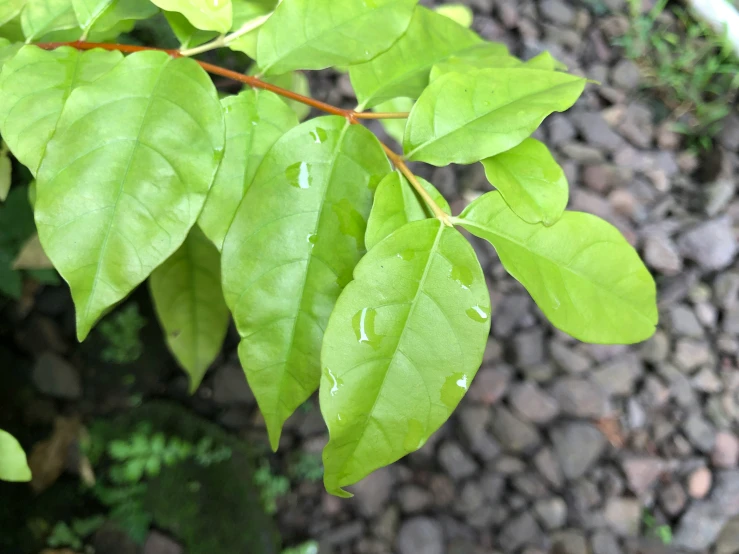 some leaf on tree and rocks and water