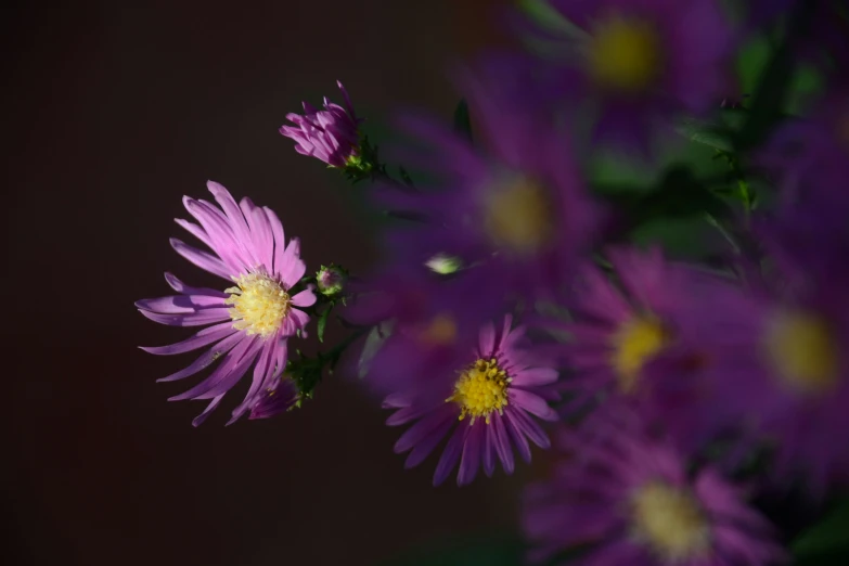 a close up of a small purple flower