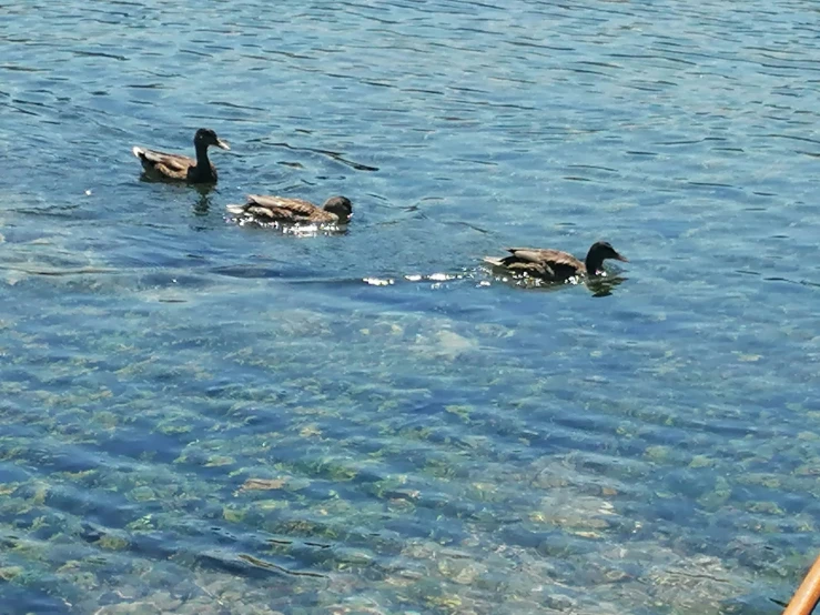 two ducks swimming along side of an adult