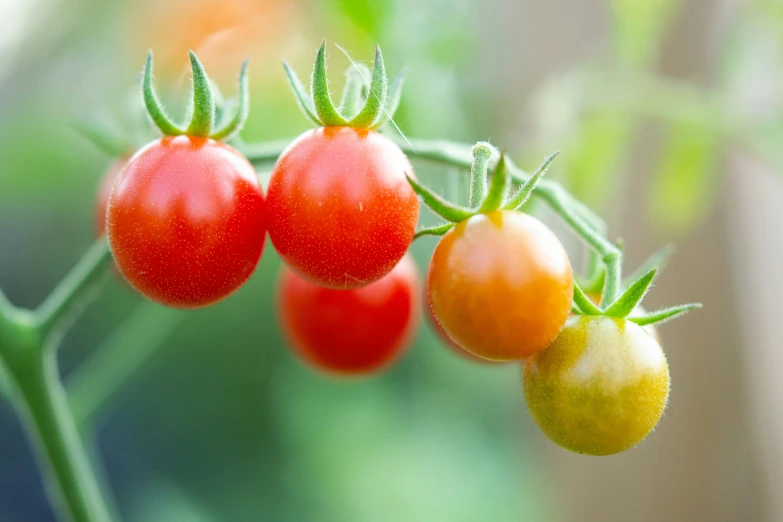 some small red tomatoes hanging from a plant