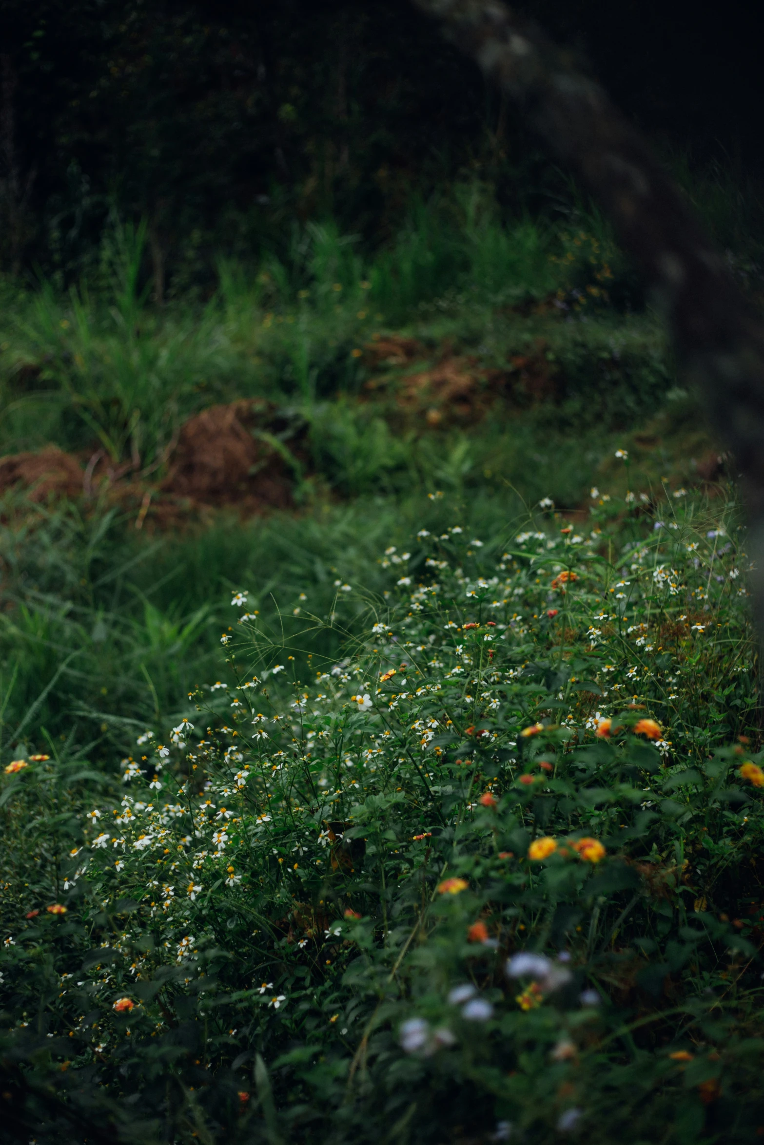 the white bird is perched on a bush of flowers