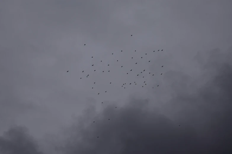 birds in an overcast sky looking for food