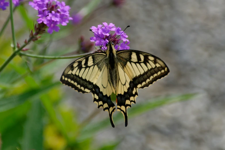 a large erfly sitting on top of a purple flower