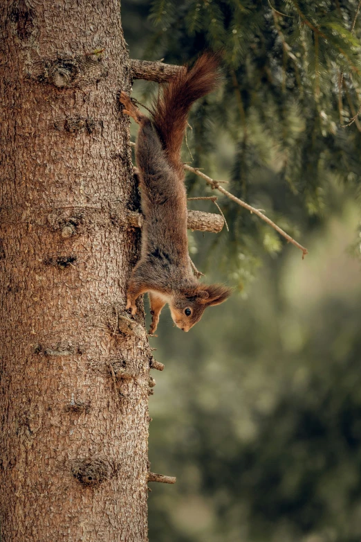 a squirrel climbing on the side of a tall tree