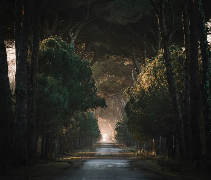 a road lined with tall trees and lush green grass