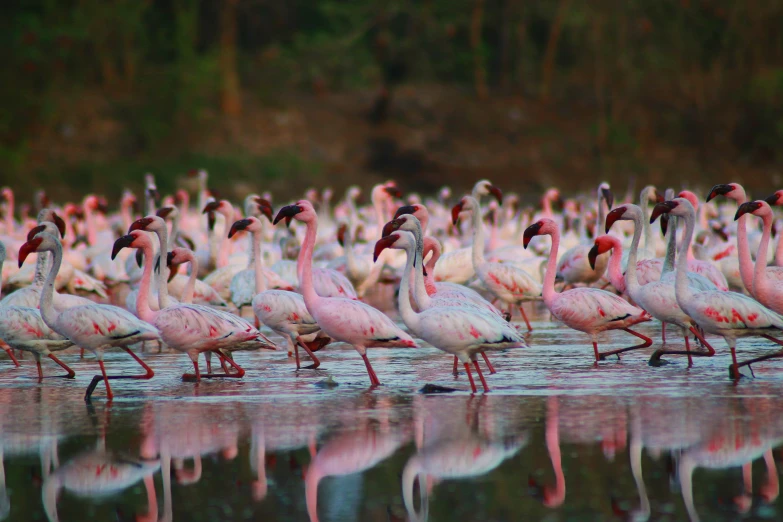 a large flock of flamingos gather in shallow water