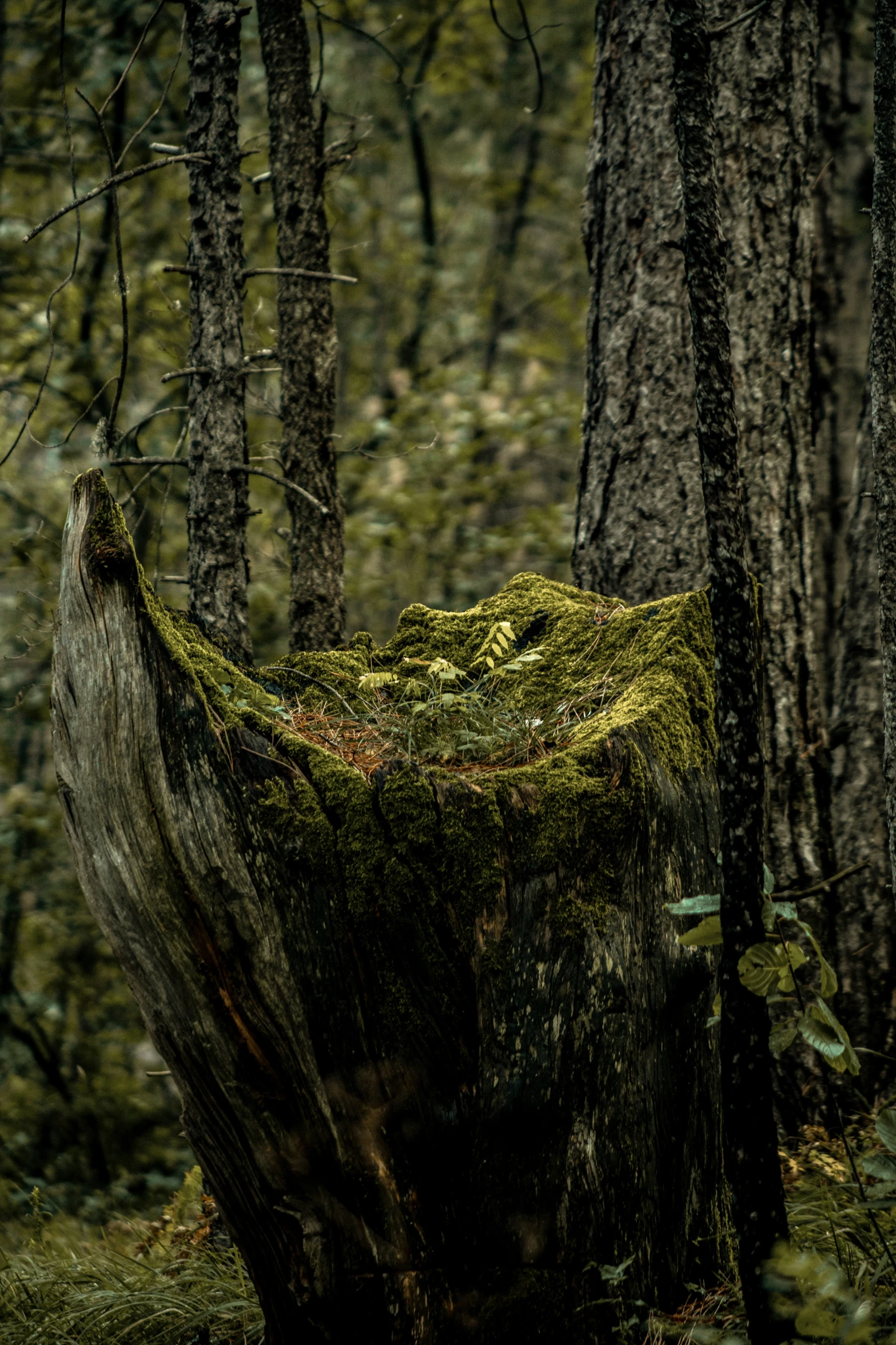 there is a tree stump with a moss growing on it in the woods