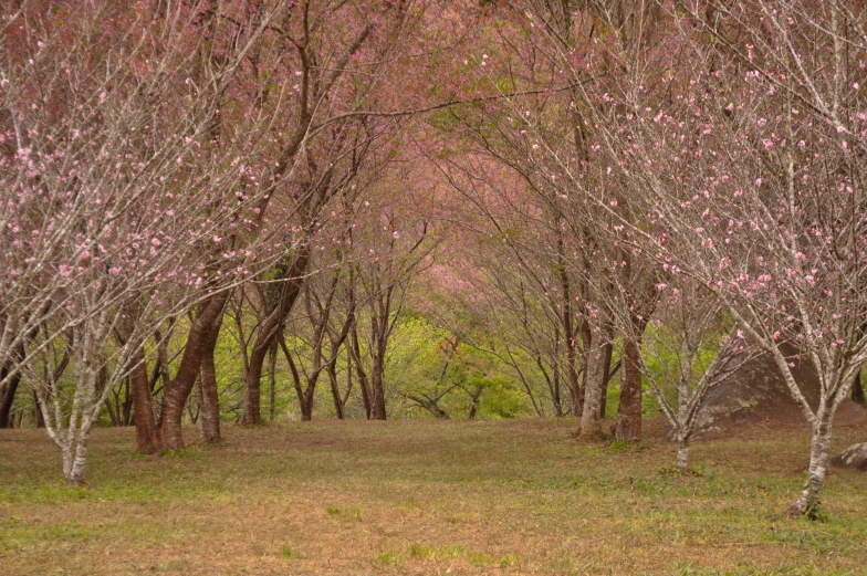 pink flowers are blooming on the trees