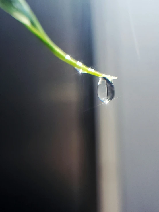 a water drop is resting on a leaf