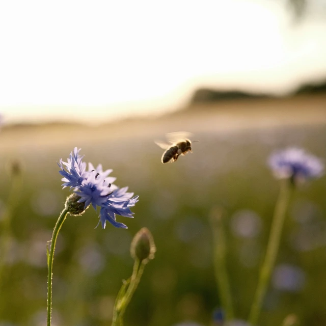 bee flying towards flower in bloom with another insect