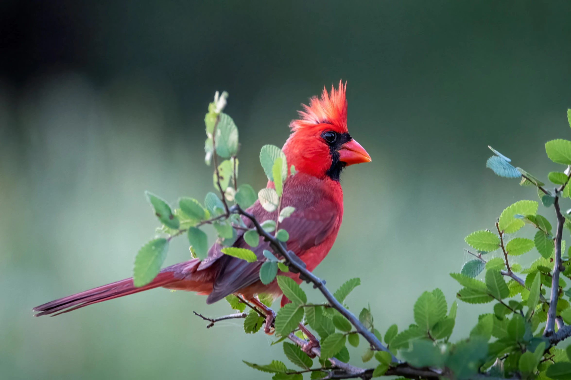 a red bird perched on a tree nch