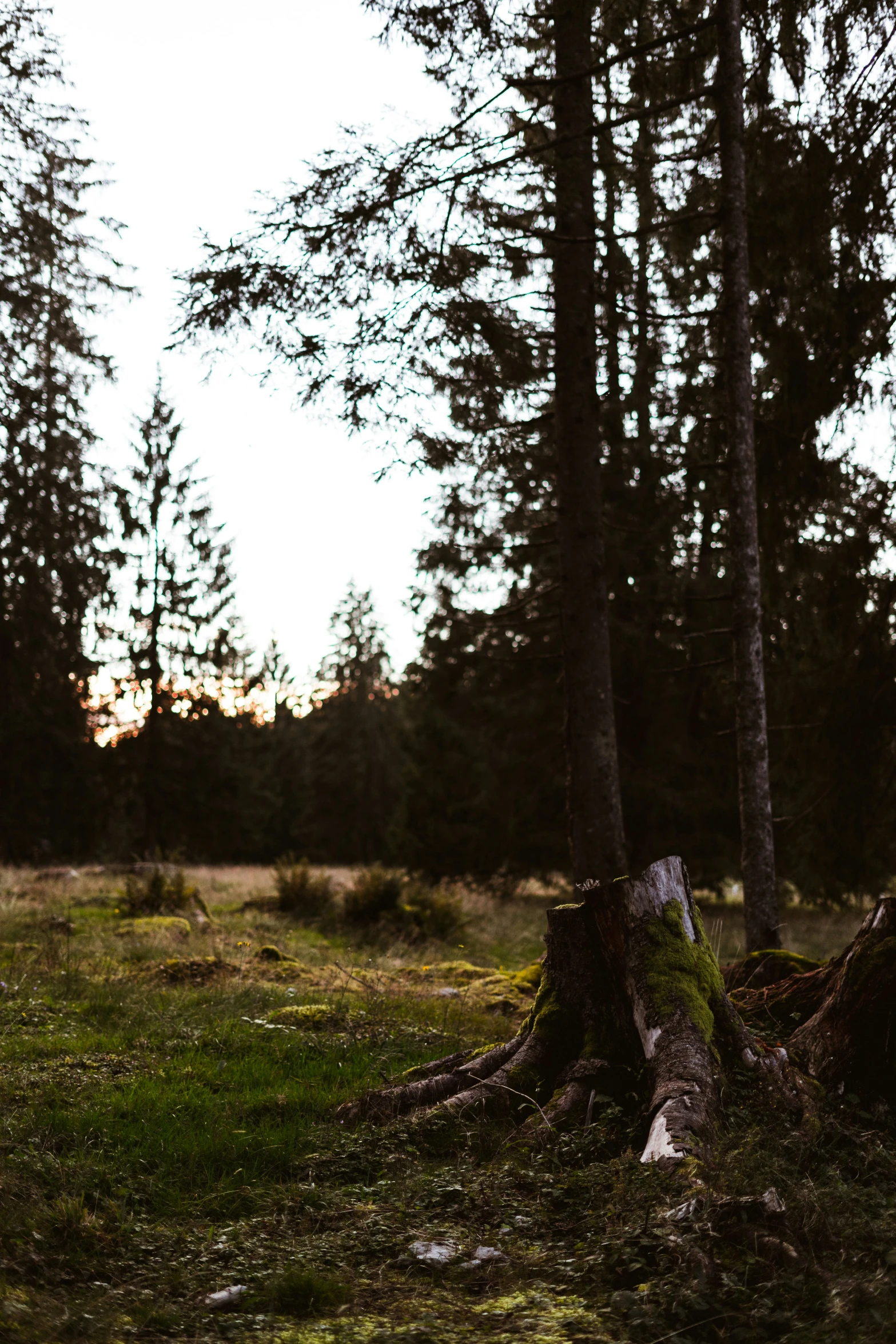 a large log sitting in the middle of a forest