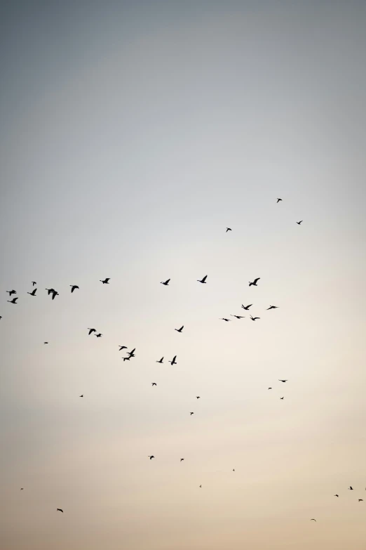 a flock of birds flying across the sky