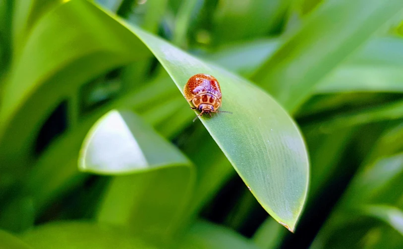 a bug is sitting on a green plant