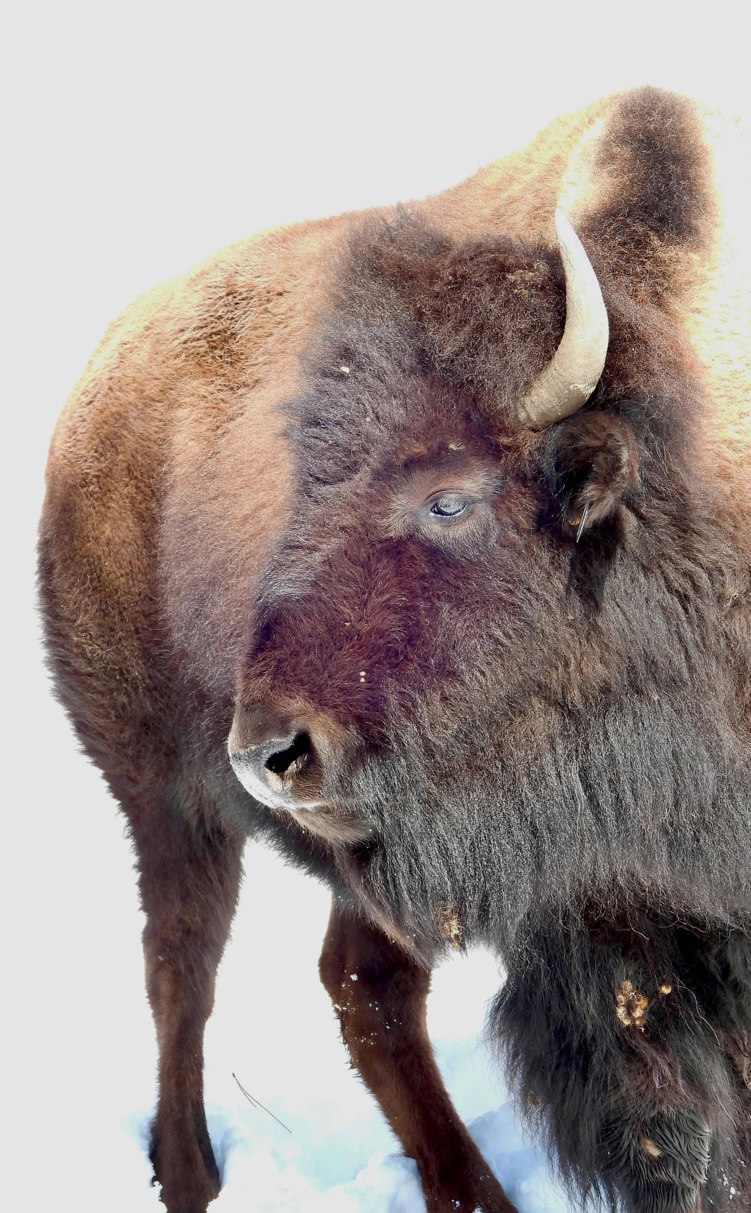 two bison standing in the snow next to each other