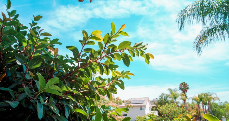 a nch in a tree with green leaves