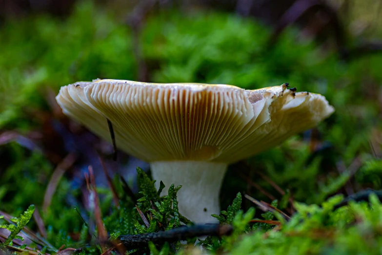 a small mushroom sitting on top of grass