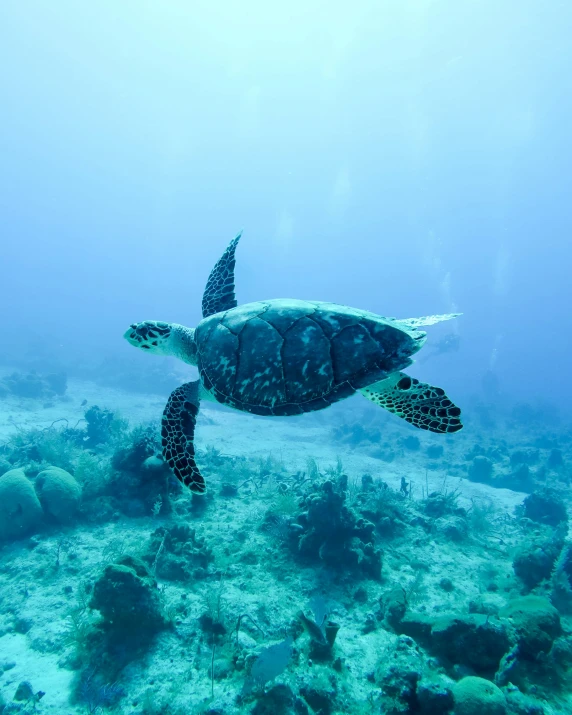 a large sea turtle swimming on the ocean floor