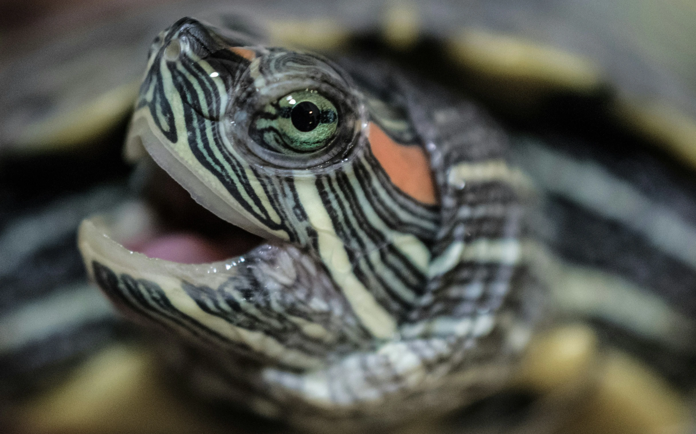 the image shows an animal that is smiling