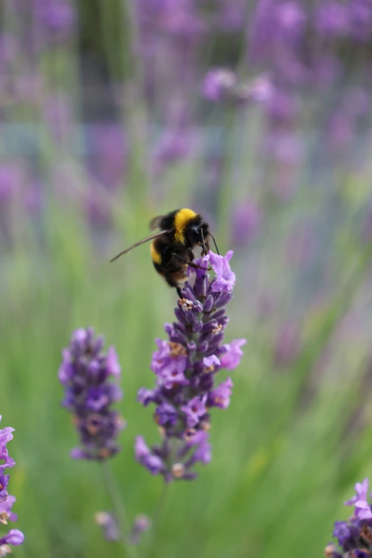 a bee resting on a lavender bush with purple flowers