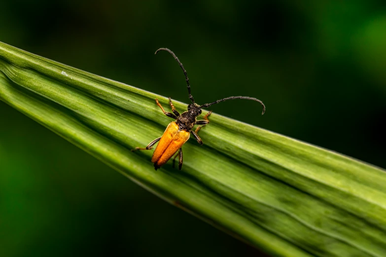 a yellow and black bug is resting on some green leaves