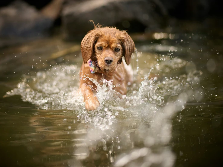 a wet dog is running through water with a frisbee