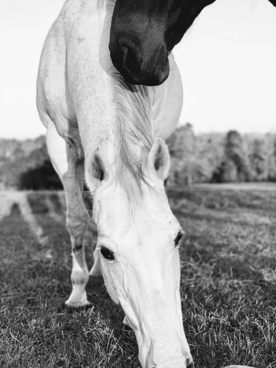black and white po of a horse grazing in a field