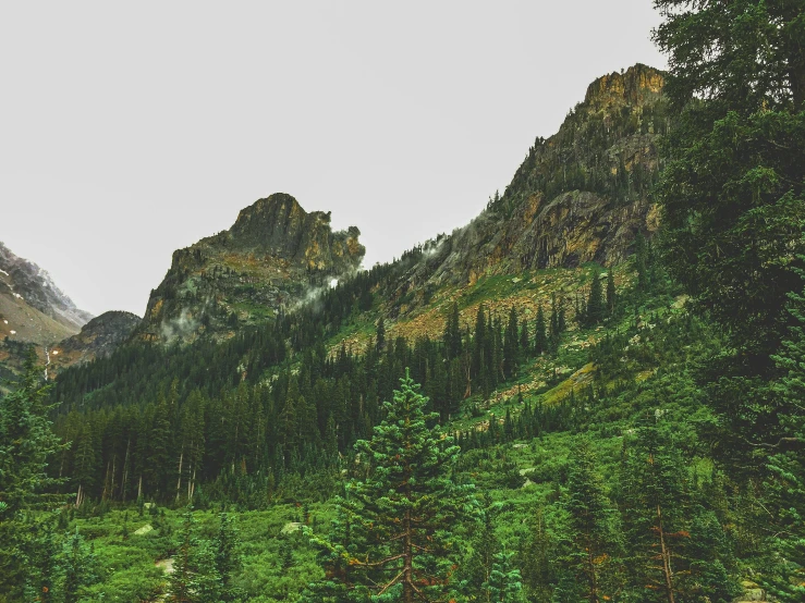 trees and green brush in a mountainous area